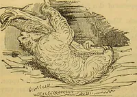 An illustration from A natural history of the animal kingdom : being a systematic and popular description of the habits, structure, and classification of animals, from the lowest to the highest forms. Arranged according to their organisation / by W. S. Dallas. (1860)