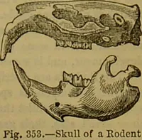An illustration from A natural history of the animal kingdom : being a systematic and popular description of the habits, structure, and classification of animals, from the lowest to the highest forms. Arranged according to their organisation / by W. S. Dallas. (1860)