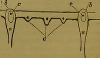 An illustration from A natural history of the animal kingdom : being a systematic and popular description of the habits, structure, and classification of animals, from the lowest to the highest forms. Arranged according to their organisation / by W. S. Dallas. (1860)
