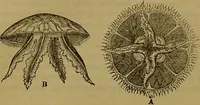 An illustration from A natural history of the animal kingdom : being a systematic and popular description of the habits, structure, and classification of animals, from the lowest to the highest forms. Arranged according to their organisation / by W. S. Dallas. (1860)