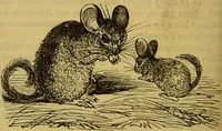 An illustration from A natural history of the animal kingdom : being a systematic and popular description of the habits, structure, and classification of animals, from the lowest to the highest forms. Arranged according to their organisation / by W. S. Dallas. (1860)