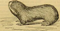 An illustration from A natural history of the animal kingdom : being a systematic and popular description of the habits, structure, and classification of animals, from the lowest to the highest forms. Arranged according to their organisation / by W. S. Dallas. (1860)