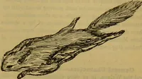 An illustration from A natural history of the animal kingdom : being a systematic and popular description of the habits, structure, and classification of animals, from the lowest to the highest forms. Arranged according to their organisation / by W. S. Dallas. (1860)