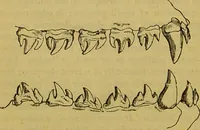 An illustration from A natural history of the animal kingdom : being a systematic and popular description of the habits, structure, and classification of animals, from the lowest to the highest forms. Arranged according to their organisation / by W. S. Dallas. (1860)