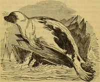 An illustration from A natural history of the animal kingdom : being a systematic and popular description of the habits, structure, and classification of animals, from the lowest to the highest forms. Arranged according to their organisation / by W. S. Dallas. (1860)