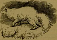 An illustration from A natural history of the animal kingdom : being a systematic and popular description of the habits, structure, and classification of animals, from the lowest to the highest forms. Arranged according to their organisation / by W. S. Dallas. (1860)