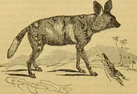 An illustration from A natural history of the animal kingdom : being a systematic and popular description of the habits, structure, and classification of animals, from the lowest to the highest forms. Arranged according to their organisation / by W. S. Dallas. (1860)