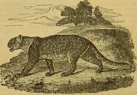 An illustration from A natural history of the animal kingdom : being a systematic and popular description of the habits, structure, and classification of animals, from the lowest to the highest forms. Arranged according to their organisation / by W. S. Dallas. (1860)