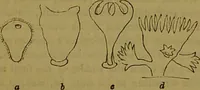 An illustration from A natural history of the animal kingdom : being a systematic and popular description of the habits, structure, and classification of animals, from the lowest to the highest forms. Arranged according to their organisation / by W. S. Dallas. (1860)