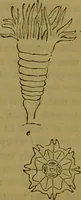 An illustration from A natural history of the animal kingdom : being a systematic and popular description of the habits, structure, and classification of animals, from the lowest to the highest forms. Arranged according to their organisation / by W. S. Dallas. (1860)