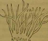 An illustration from A natural history of the animal kingdom : being a systematic and popular description of the habits, structure, and classification of animals, from the lowest to the highest forms. Arranged according to their organisation / by W. S. Dallas. (1860)