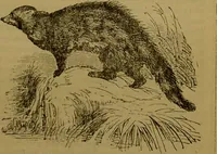 An illustration from A natural history of the animal kingdom : being a systematic and popular description of the habits, structure, and classification of animals, from the lowest to the highest forms. Arranged according to their organisation / by W. S. Dallas. (1860)