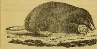 An illustration from A natural history of the animal kingdom : being a systematic and popular description of the habits, structure, and classification of animals, from the lowest to the highest forms. Arranged according to their organisation / by W. S. Dallas. (1860)