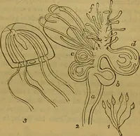 An illustration from A natural history of the animal kingdom : being a systematic and popular description of the habits, structure, and classification of animals, from the lowest to the highest forms. Arranged according to their organisation / by W. S. Dallas. (1860)