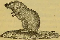 An illustration from A natural history of the animal kingdom : being a systematic and popular description of the habits, structure, and classification of animals, from the lowest to the highest forms. Arranged according to their organisation / by W. S. Dallas. (1860)