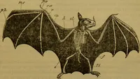 An illustration from A natural history of the animal kingdom : being a systematic and popular description of the habits, structure, and classification of animals, from the lowest to the highest forms. Arranged according to their organisation / by W. S. Dallas. (1860)