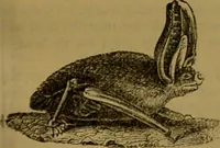 An illustration from A natural history of the animal kingdom : being a systematic and popular description of the habits, structure, and classification of animals, from the lowest to the highest forms. Arranged according to their organisation / by W. S. Dallas. (1860)