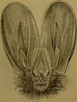 An illustration from A natural history of the animal kingdom : being a systematic and popular description of the habits, structure, and classification of animals, from the lowest to the highest forms. Arranged according to their organisation / by W. S. Dallas. (1860)