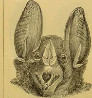 An illustration from A natural history of the animal kingdom : being a systematic and popular description of the habits, structure, and classification of animals, from the lowest to the highest forms. Arranged according to their organisation / by W. S. Dallas. (1860)