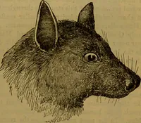 An illustration from A natural history of the animal kingdom : being a systematic and popular description of the habits, structure, and classification of animals, from the lowest to the highest forms. Arranged according to their organisation / by W. S. Dallas. (1860)