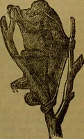 An illustration from A natural history of the animal kingdom : being a systematic and popular description of the habits, structure, and classification of animals, from the lowest to the highest forms. Arranged according to their organisation / by W. S. Dallas. (1860)