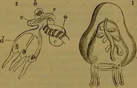 An illustration from A natural history of the animal kingdom : being a systematic and popular description of the habits, structure, and classification of animals, from the lowest to the highest forms. Arranged according to their organisation / by W. S. Dallas. (1860)