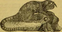 An illustration from A natural history of the animal kingdom : being a systematic and popular description of the habits, structure, and classification of animals, from the lowest to the highest forms. Arranged according to their organisation / by W. S. Dallas. (1860)