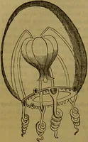 An illustration from A natural history of the animal kingdom : being a systematic and popular description of the habits, structure, and classification of animals, from the lowest to the highest forms. Arranged according to their organisation / by W. S. Dallas. (1860)