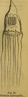 An illustration from A natural history of the animal kingdom : being a systematic and popular description of the habits, structure, and classification of animals, from the lowest to the highest forms. Arranged according to their organisation / by W. S. Dallas. (1860)