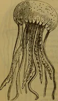 An illustration from A natural history of the animal kingdom : being a systematic and popular description of the habits, structure, and classification of animals, from the lowest to the highest forms. Arranged according to their organisation / by W. S. Dallas. (1860)