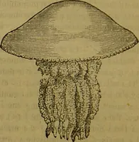 An illustration from A natural history of the animal kingdom : being a systematic and popular description of the habits, structure, and classification of animals, from the lowest to the highest forms. Arranged according to their organisation / by W. S. Dallas. (1860)