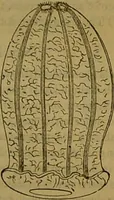 An illustration from A natural history of the animal kingdom : being a systematic and popular description of the habits, structure, and classification of animals, from the lowest to the highest forms. Arranged according to their organisation / by W. S. Dallas. (1860)