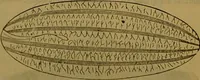 An illustration from A natural history of the animal kingdom : being a systematic and popular description of the habits, structure, and classification of animals, from the lowest to the highest forms. Arranged according to their organisation / by W. S. Dallas. (1860)
