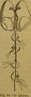 An illustration from A natural history of the animal kingdom : being a systematic and popular description of the habits, structure, and classification of animals, from the lowest to the highest forms. Arranged according to their organisation / by W. S. Dallas. (1860)
