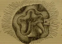 An illustration from A natural history of the animal kingdom : being a systematic and popular description of the habits, structure, and classification of animals, from the lowest to the highest forms. Arranged according to their organisation / by W. S. Dallas. (1860)