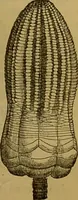 An illustration from A natural history of the animal kingdom : being a systematic and popular description of the habits, structure, and classification of animals, from the lowest to the highest forms. Arranged according to their organisation / by W. S. Dallas. (1860)