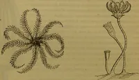 An illustration from A natural history of the animal kingdom : being a systematic and popular description of the habits, structure, and classification of animals, from the lowest to the highest forms. Arranged according to their organisation / by W. S. Dallas. (1860)