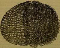 An illustration from A natural history of the animal kingdom : being a systematic and popular description of the habits, structure, and classification of animals, from the lowest to the highest forms. Arranged according to their organisation / by W. S. Dallas. (1860)