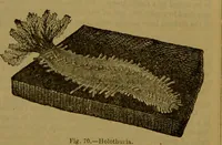 An illustration from A natural history of the animal kingdom : being a systematic and popular description of the habits, structure, and classification of animals, from the lowest to the highest forms. Arranged according to their organisation / by W. S. Dallas. (1860)