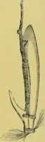 An illustration from Pre-historic times, as illustrated by ancient remains, and the manners and customs of modern savages / by John Lubbock. (1865)