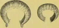 An illustration from Pre-historic times, as illustrated by ancient remains, and the manners and customs of modern savages / by John Lubbock. (1865)