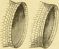 An illustration from The microscope: its history, construction, and application : being a familiar introduction to the use of the instrument and the study of microscopical sciences / by Jabez Hogg. (1869)