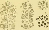 An illustration from The microscope: its history, construction, and application : being a familiar introduction to the use of the instrument and the study of microscopical sciences / by Jabez Hogg. (1869)