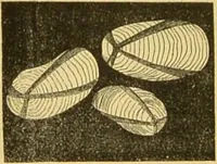 An illustration from The microscope: its history, construction, and application : being a familiar introduction to the use of the instrument and the study of microscopical sciences / by Jabez Hogg. (1869)
