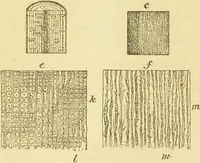 An illustration from The microscope: its history, construction, and application : being a familiar introduction to the use of the instrument and the study of microscopical sciences / by Jabez Hogg. (1869)