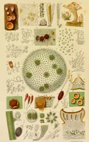 An illustration from The microscope: its history, construction, and application : being a familiar introduction to the use of the instrument and the study of microscopical sciences / by Jabez Hogg. (1869)