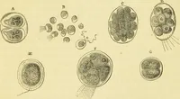 An illustration from The microscope: its history, construction, and application : being a familiar introduction to the use of the instrument and the study of microscopical sciences / by Jabez Hogg. (1869)