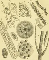 An illustration from The microscope: its history, construction, and application : being a familiar introduction to the use of the instrument and the study of microscopical sciences / by Jabez Hogg. (1869)