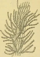 An illustration from The microscope: its history, construction, and application : being a familiar introduction to the use of the instrument and the study of microscopical sciences / by Jabez Hogg. (1869)