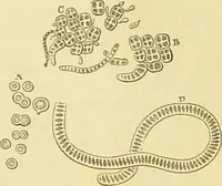 An illustration from The microscope: its history, construction, and application : being a familiar introduction to the use of the instrument and the study of microscopical sciences / by Jabez Hogg. (1869)